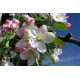 Bach Flower Remedies for Animals - Crab Apple